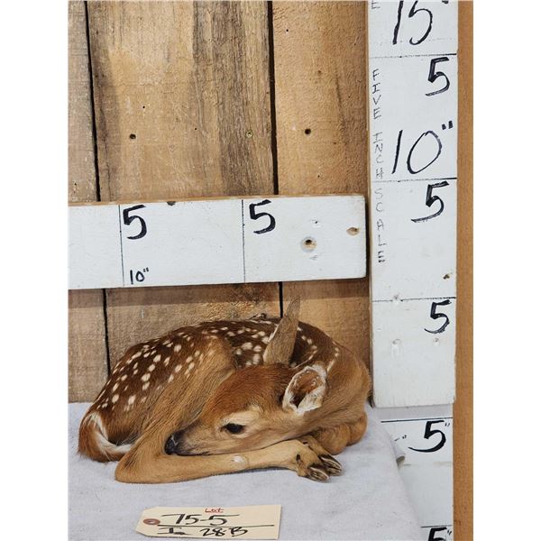 Whitetail Fawn Laying Down Full Body Taxidermy Mount