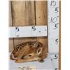 Image 1 : Whitetail Fawn Laying Down Full Body Taxidermy Mount
