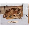 Image 2 : Whitetail Fawn Laying Down Full Body Taxidermy Mount