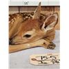Image 4 : Whitetail Fawn Laying Down Full Body Taxidermy Mount