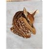 Image 5 : Whitetail Fawn Laying Down Full Body Taxidermy Mount
