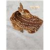 Image 6 : Whitetail Fawn Laying Down Full Body Taxidermy Mount