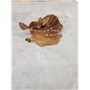 Image 7 : Whitetail Fawn Laying Down Full Body Taxidermy Mount