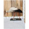 Image 1 : White Stork Full Body Bird Taxidermy