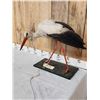 Image 2 : White Stork Full Body Bird Taxidermy