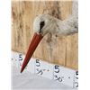 Image 3 : White Stork Full Body Bird Taxidermy