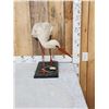 Image 4 : White Stork Full Body Bird Taxidermy