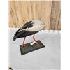Image 6 : White Stork Full Body Bird Taxidermy