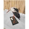 Image 7 : White Stork Full Body Bird Taxidermy