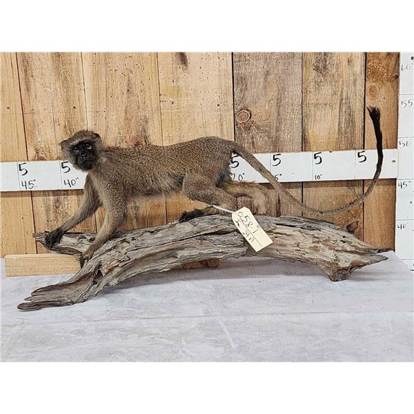 African Vervet Monkey Full Body Taxidermy Mount