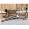 Image 1 : African Vervet Monkey Full Body Taxidermy Mount