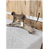 Image 4 : African Vervet Monkey Full Body Taxidermy Mount
