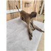 Image 7 : African Vervet Monkey Full Body Taxidermy Mount