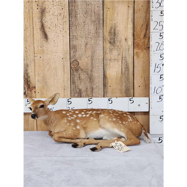 Fallow Deer Fawn Full Body Taxidermy Mount