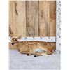 Image 1 : Fallow Deer Fawn Full Body Taxidermy Mount