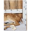 Image 2 : Fallow Deer Fawn Full Body Taxidermy Mount
