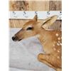 Image 4 : Fallow Deer Fawn Full Body Taxidermy Mount