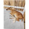 Image 5 : Fallow Deer Fawn Full Body Taxidermy Mount