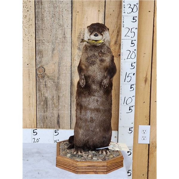 Otter Eating A Bluegill Full Body Taxidermy Mount