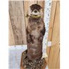Image 2 : Otter Eating A Bluegill Full Body Taxidermy Mount
