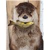 Image 3 : Otter Eating A Bluegill Full Body Taxidermy Mount