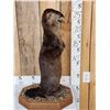 Image 4 : Otter Eating A Bluegill Full Body Taxidermy Mount