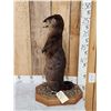 Image 5 : Otter Eating A Bluegill Full Body Taxidermy Mount