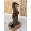 Image 6 : Otter Eating A Bluegill Full Body Taxidermy Mount