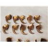 Image 2 : Set Of 20 Grizzly Bear Claws Taxidermy