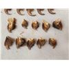 Image 3 : Set Of 20 Grizzly Bear Claws Taxidermy