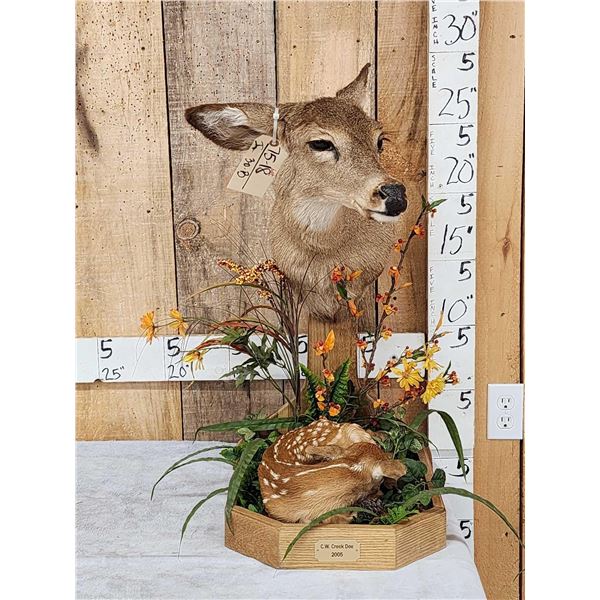 Whitetail Doe & Fawn Taxidermy Mount