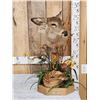 Image 1 : Whitetail Doe & Fawn Taxidermy Mount