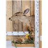 Image 2 : Whitetail Doe & Fawn Taxidermy Mount