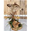 Image 4 : Whitetail Doe & Fawn Taxidermy Mount
