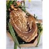 Image 5 : Whitetail Doe & Fawn Taxidermy Mount