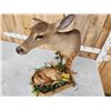 Image 7 : Whitetail Doe & Fawn Taxidermy Mount