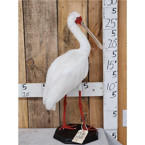 African White Spoonbill Full Body Bird Taxidermy
