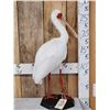 Image 1 : African White Spoonbill Full Body Bird Taxidermy