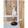 Image 2 : African White Spoonbill Full Body Bird Taxidermy