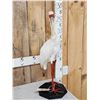 Image 3 : African White Spoonbill Full Body Bird Taxidermy
