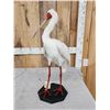 Image 4 : African White Spoonbill Full Body Bird Taxidermy