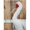 Image 5 : African White Spoonbill Full Body Bird Taxidermy