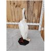 Image 6 : African White Spoonbill Full Body Bird Taxidermy