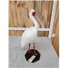 Image 7 : African White Spoonbill Full Body Bird Taxidermy