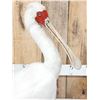 Image 8 : African White Spoonbill Full Body Bird Taxidermy