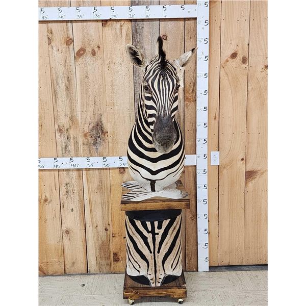Beautiful Burchell's Zebra Pedestal Taxidermy Mount