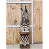 Image 1 : Beautiful Burchell's Zebra Pedestal Taxidermy Mount