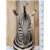 Image 2 : Beautiful Burchell's Zebra Pedestal Taxidermy Mount