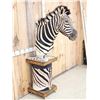 Image 3 : Beautiful Burchell's Zebra Pedestal Taxidermy Mount