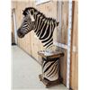 Image 4 : Beautiful Burchell's Zebra Pedestal Taxidermy Mount